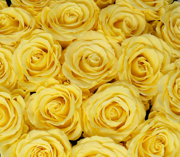 Medium Classic Black Round Box - Yellow Roses