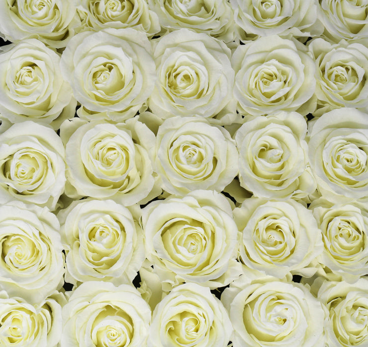 Medium Classic White Square Box - White Roses