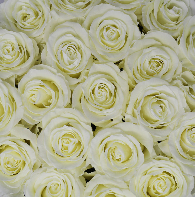 Medium Classic Black Round Box - White Roses
