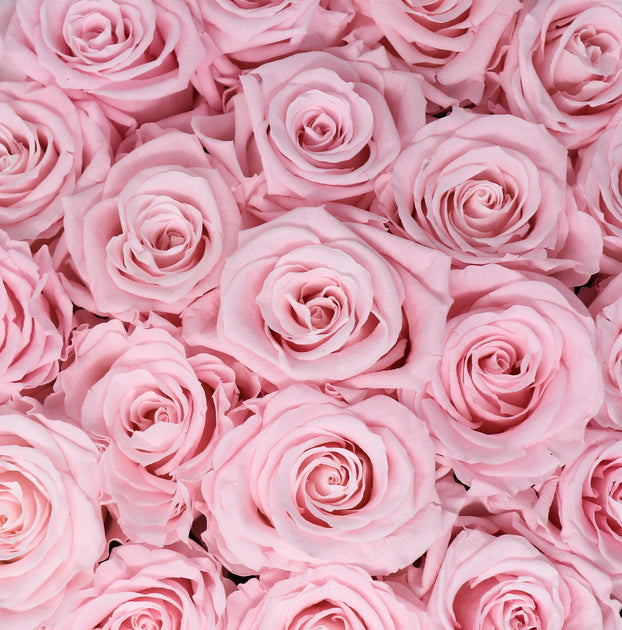 Large Classic White Square Box - Sweet Pink Roses – Enchanted Roses